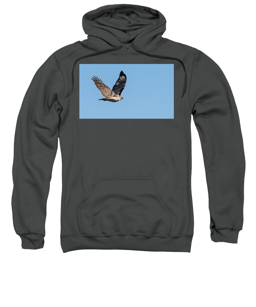 Nature Sweatshirt featuring the photograph Hawk in Flight by Wendy Carrington
