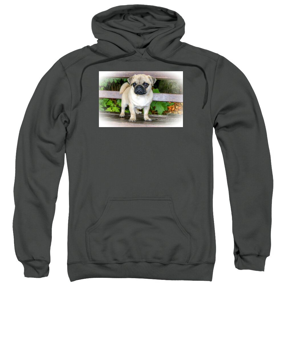 Pug Sweatshirt featuring the photograph Heathcliff the Pug by David Birchall