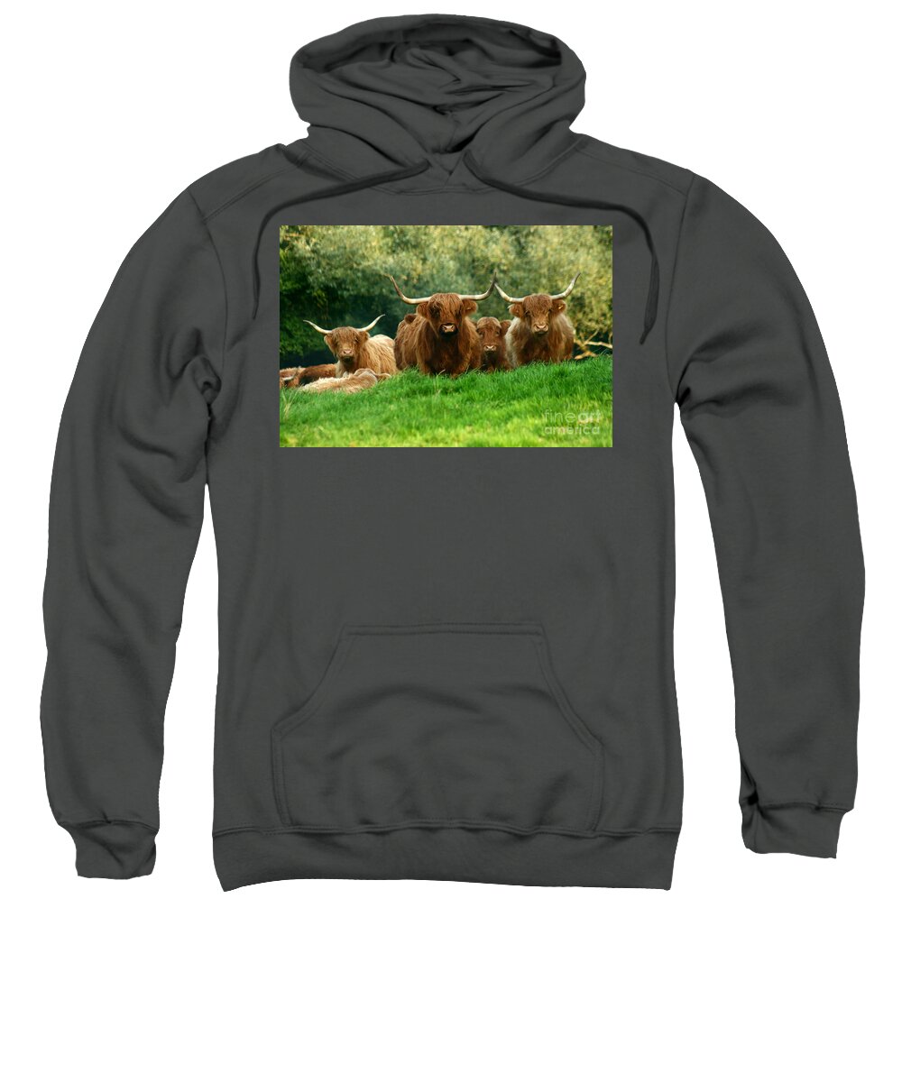 Cow Sweatshirt featuring the photograph Heilan Coo by Ang El