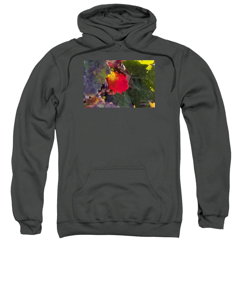 Autumn Sweatshirt featuring the photograph Hot autumn colors in the vineyard by Arik Baltinester
