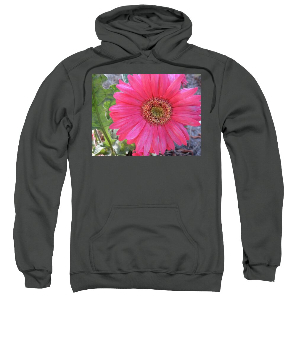 Flowers Sweatshirt featuring the photograph Hot Pink Gerbera Daisy by Judith Lauter