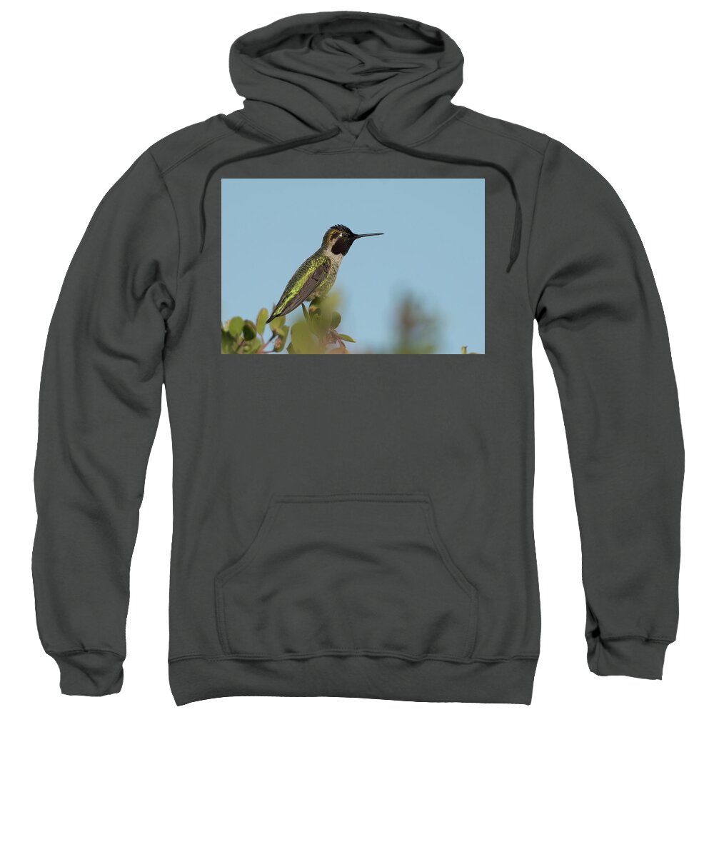 Bird Sweatshirt featuring the photograph Hummingbird on Watch by Paul Johnson