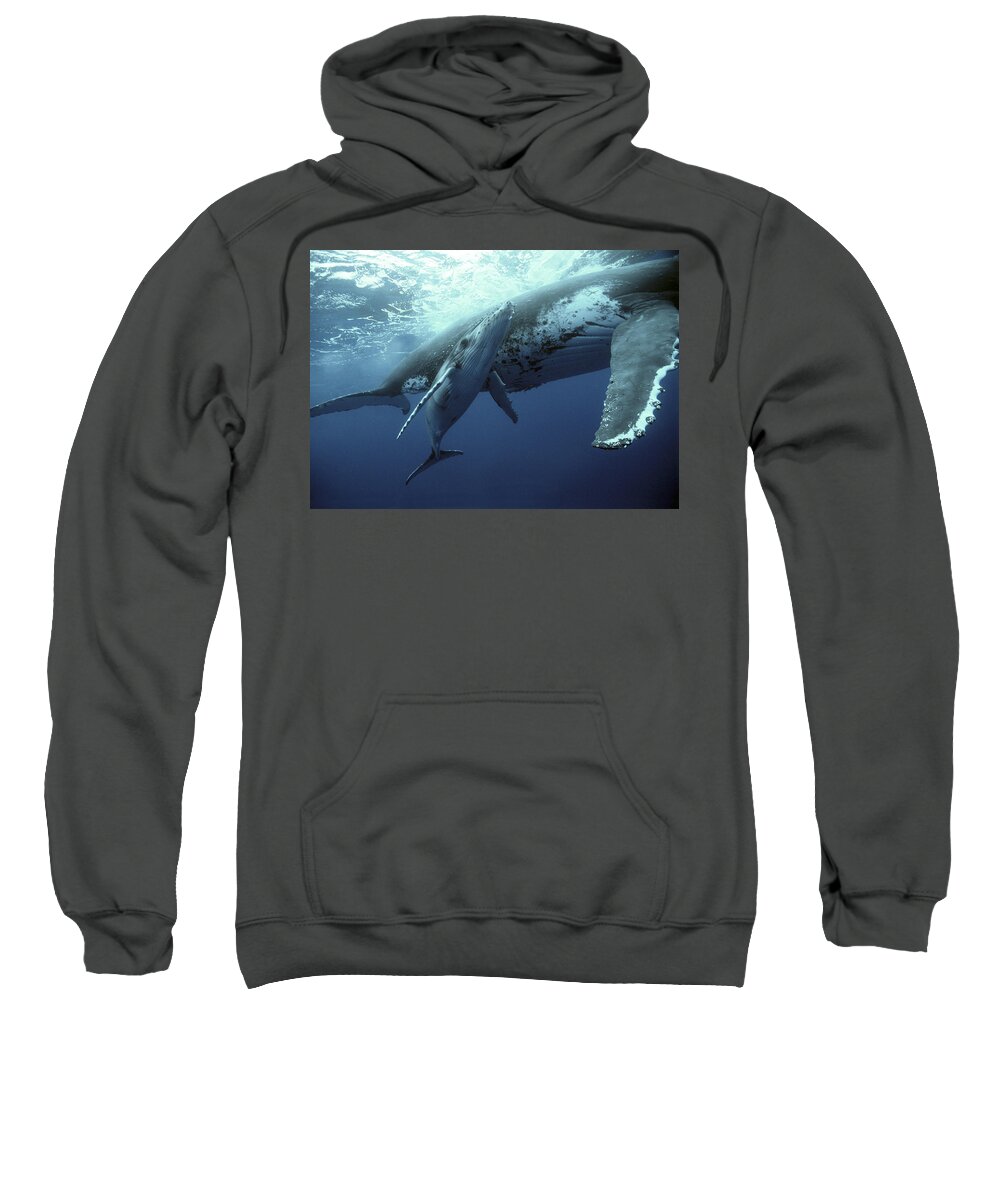00700233 Sweatshirt featuring the photograph Humpback Whale and Calf by Mike Parry