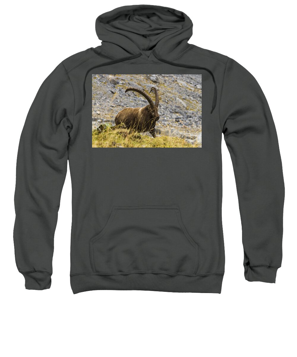 Wildlife Sweatshirt featuring the photograph Ibex - 1 - French Alps by Paul MAURICE