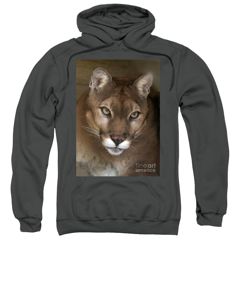 Cougar Sweatshirt featuring the photograph Intense Cougar by Sabrina L Ryan