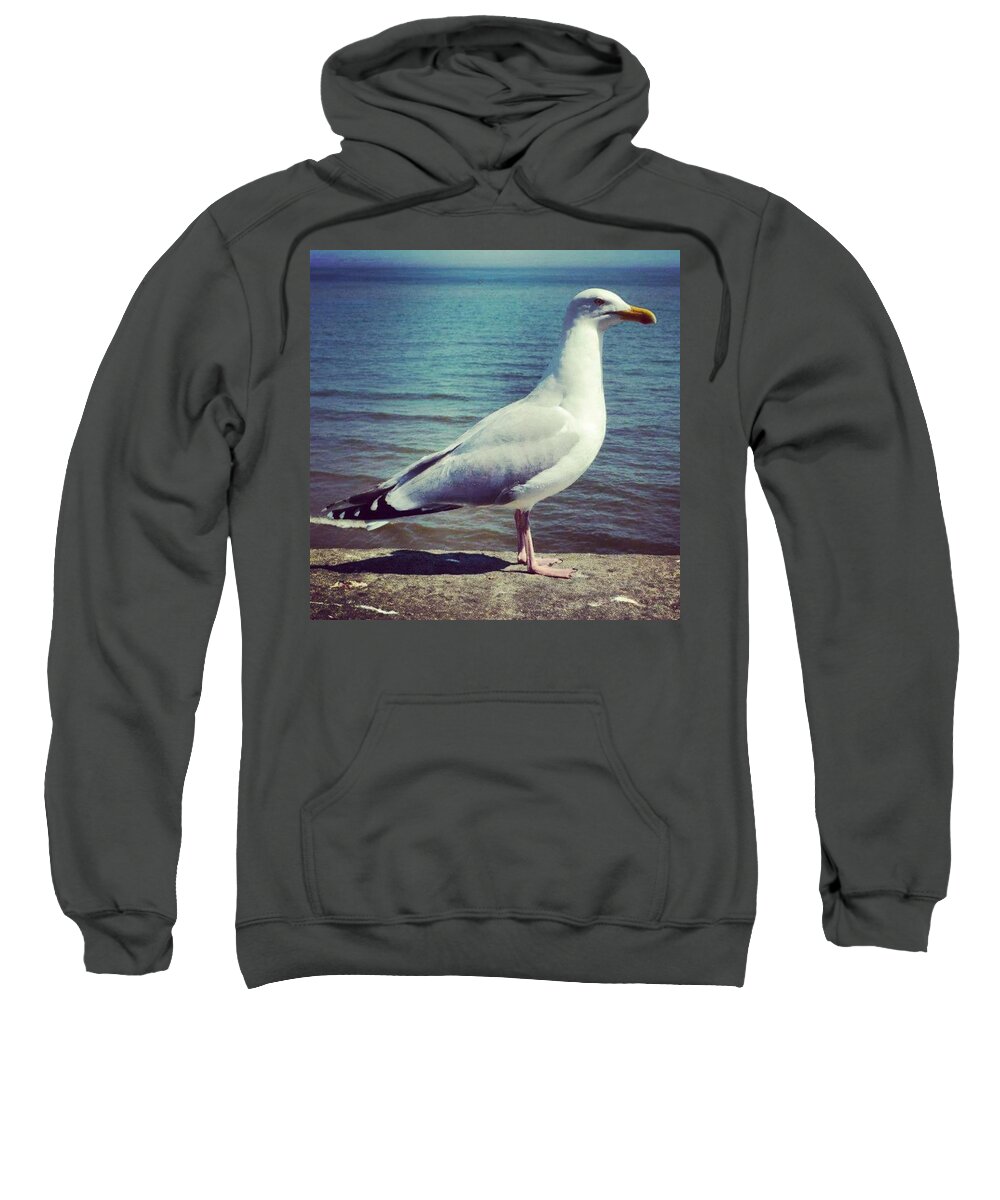 Love Sweatshirt featuring the photograph Just Chillin #seagull by Richard Atkin