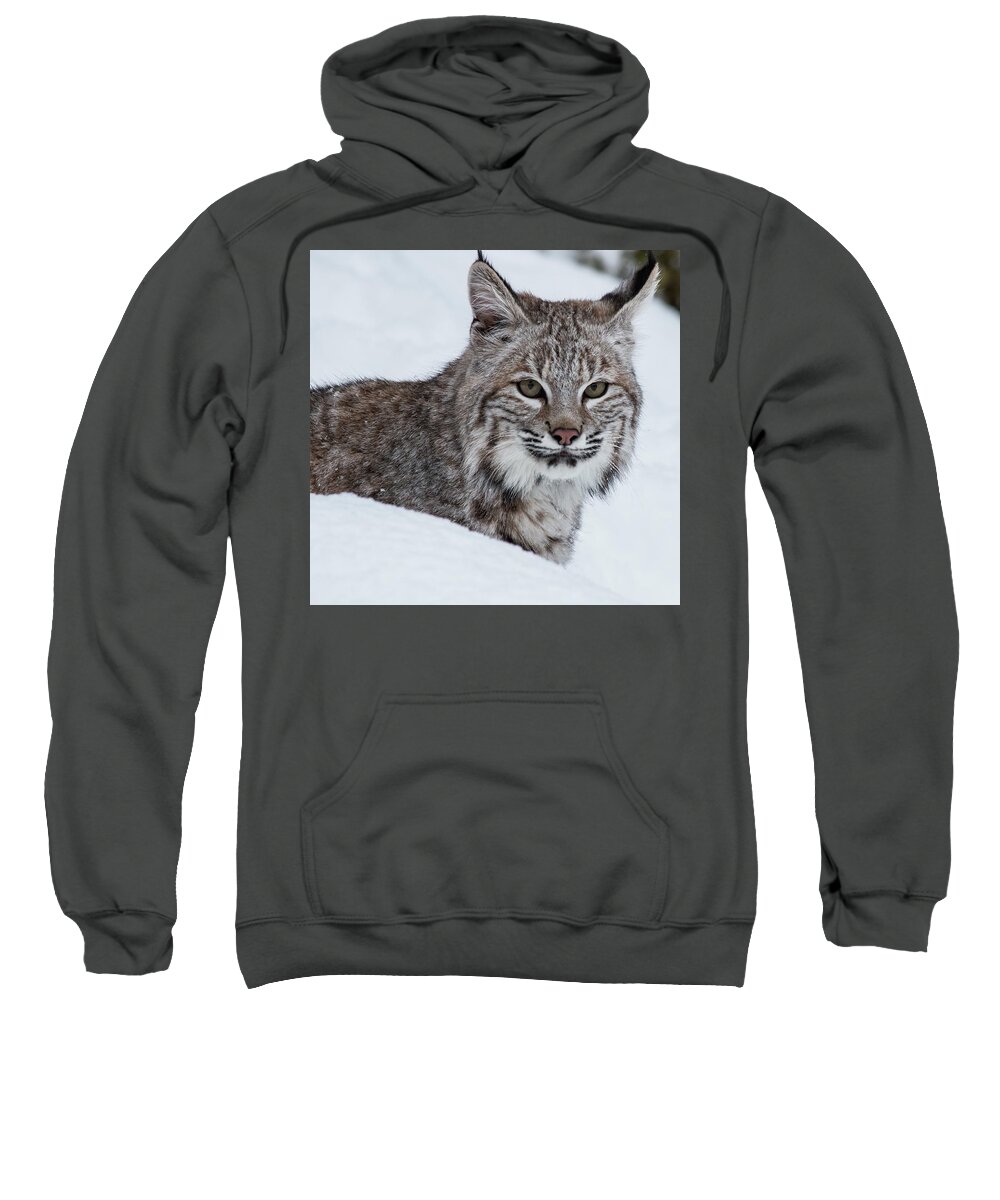 Animal Sweatshirt featuring the photograph Juvenile Bobcat by Teresa Wilson