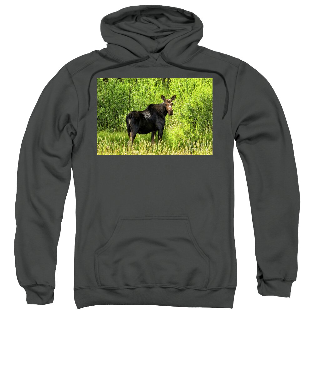 2016 Sweatshirt featuring the photograph Keep Your Distance wildlife art by Kaylyn Franks by Kaylyn Franks