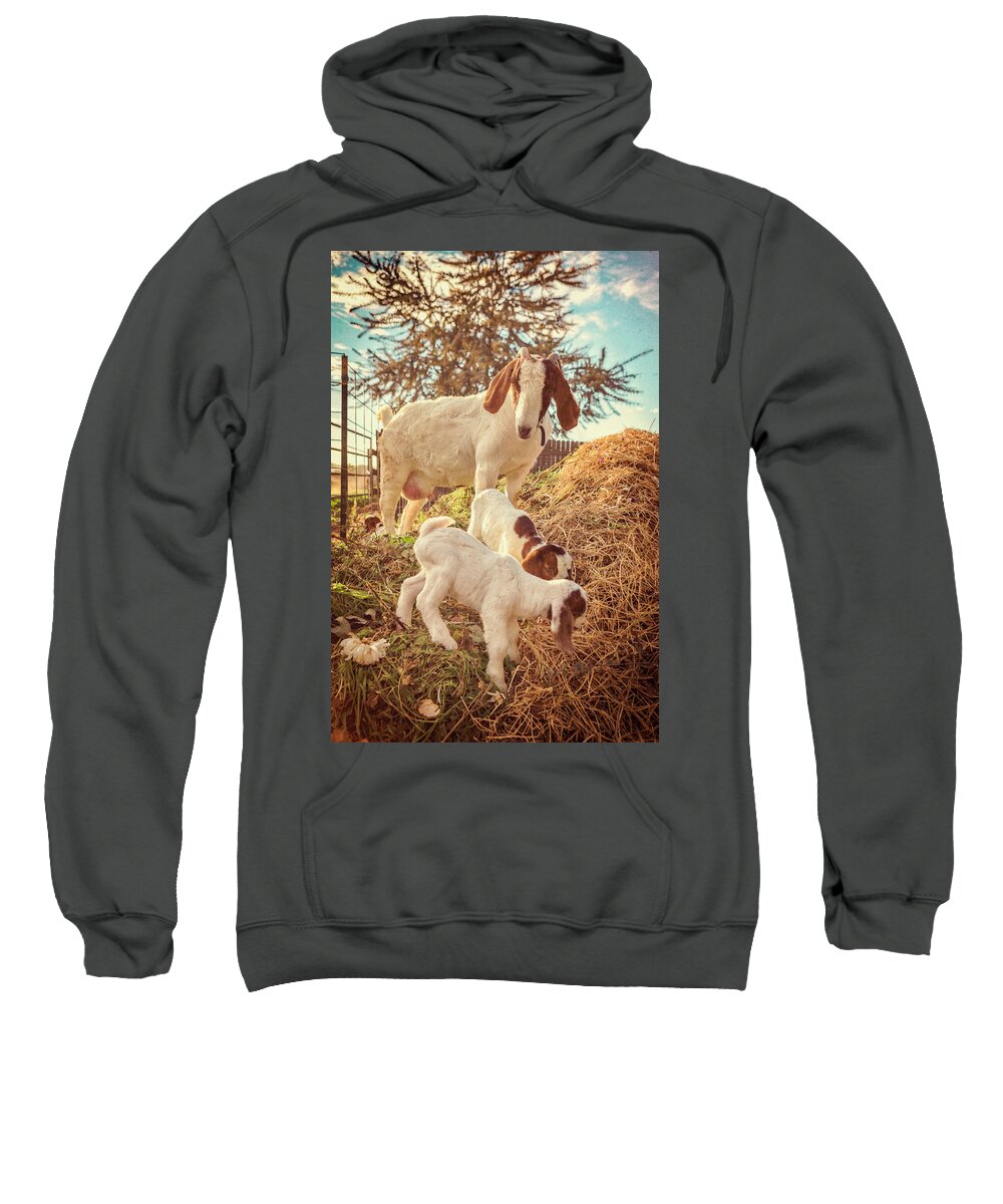 Goats Sweatshirt featuring the photograph Kids' Day Out by Caitlyn Grasso