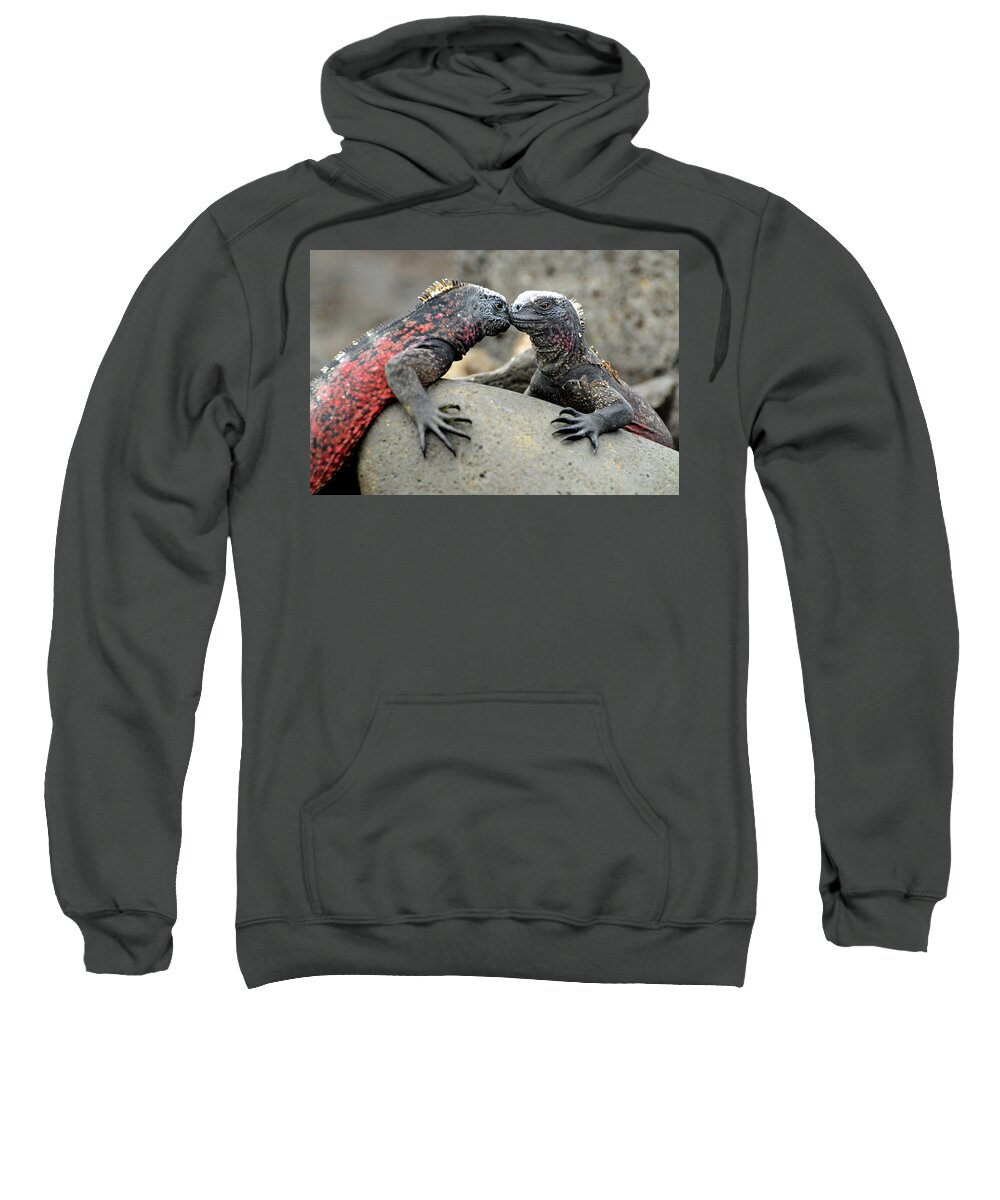 Iguana Sweatshirt featuring the photograph Kissing Iguanas by Ted Keller