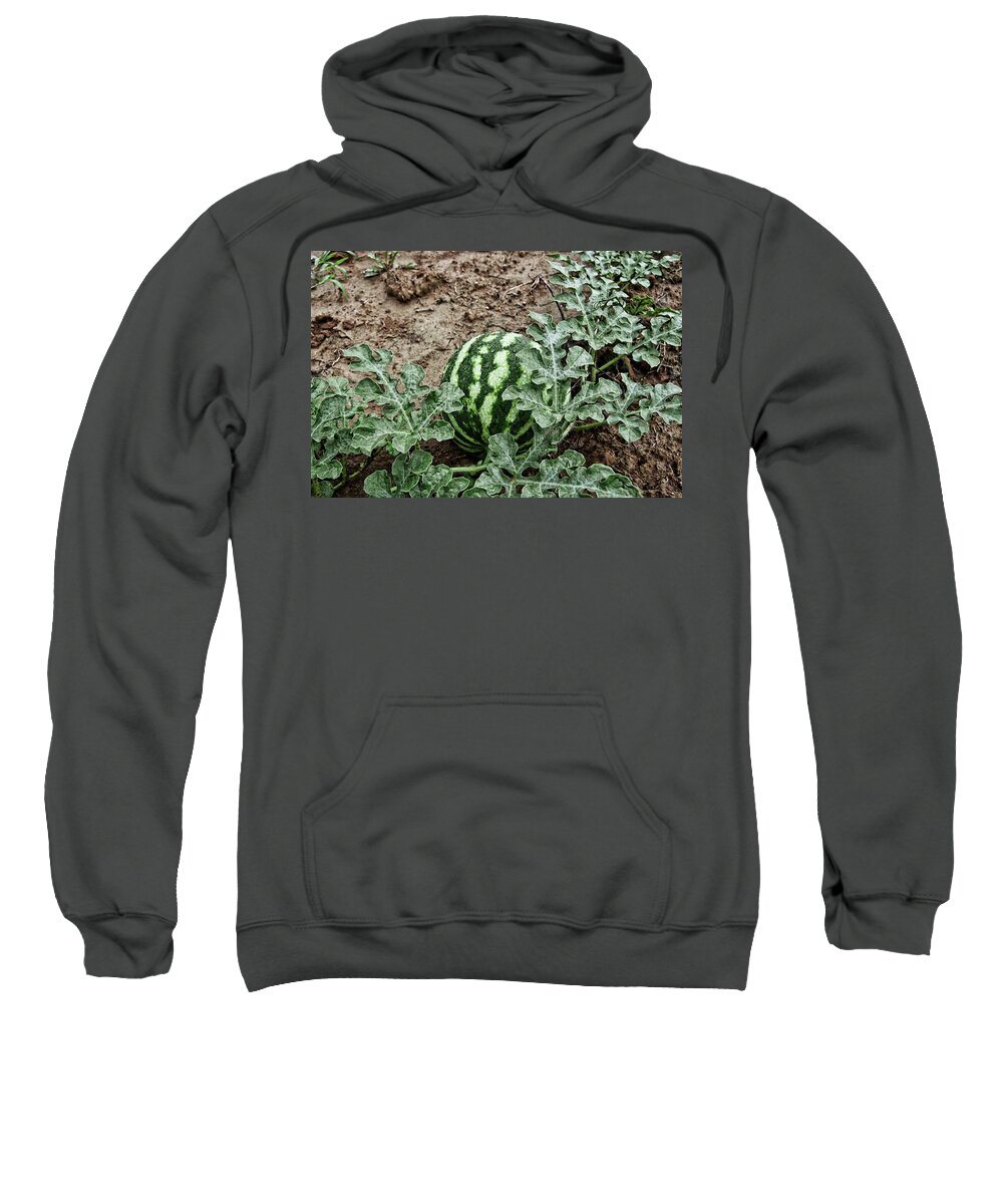 Watermelon Sweatshirt featuring the photograph KY Watermelon by Amber Flowers