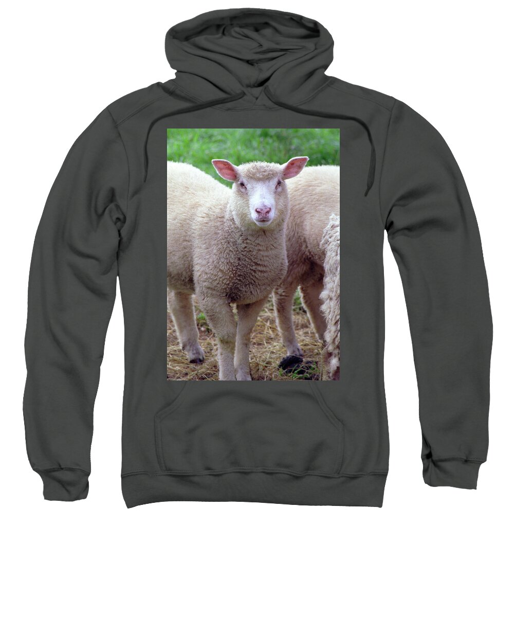Lamb Sweatshirt featuring the photograph Lamb by Frank DiMarco