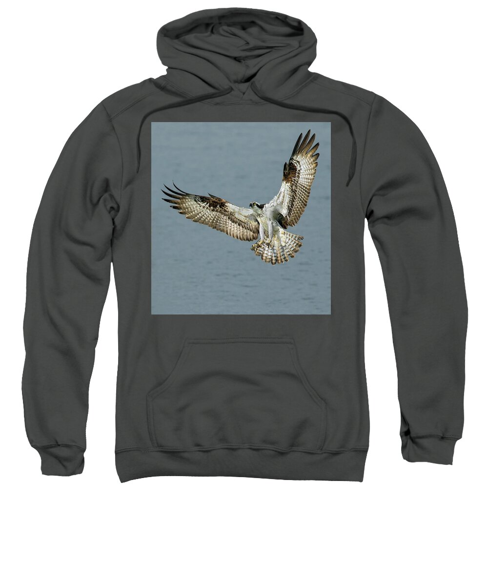 Osprey Sweatshirt featuring the photograph Osprey Approach by Art Cole
