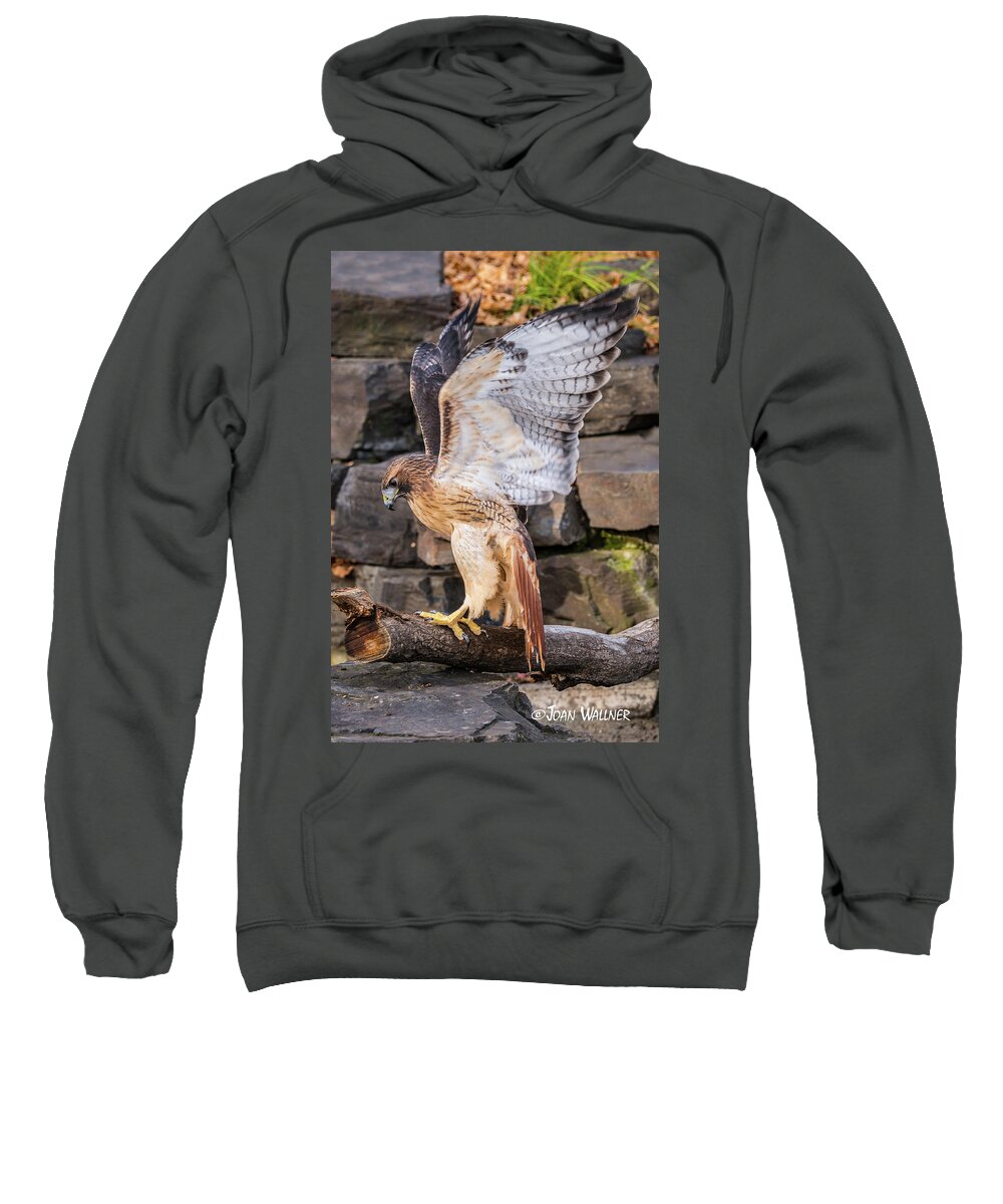 Minnesota Landscape Arboretum Sweatshirt featuring the photograph Landing by Joan Wallner