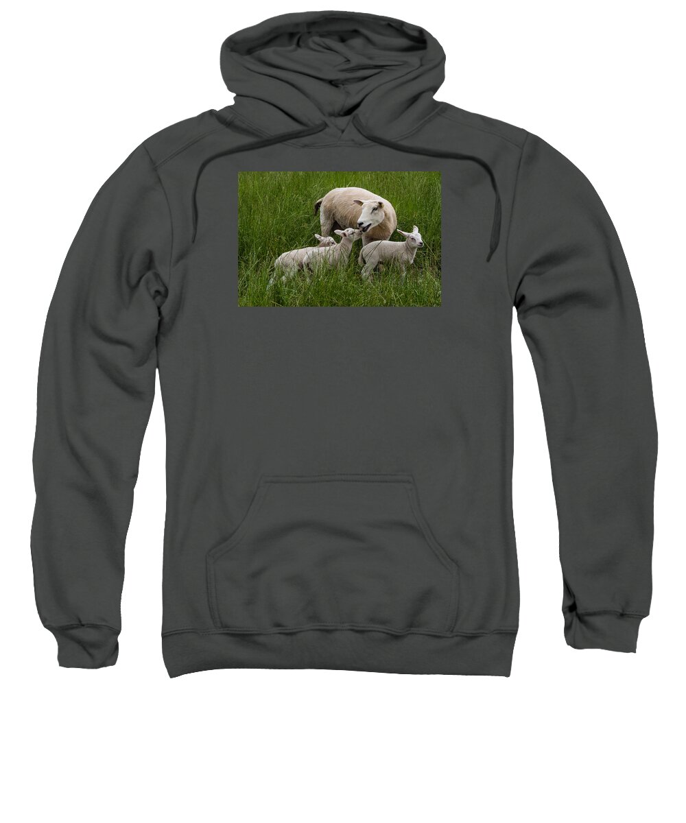 Sheep Sweatshirt featuring the photograph Listen to Your Momma by Joan Baker