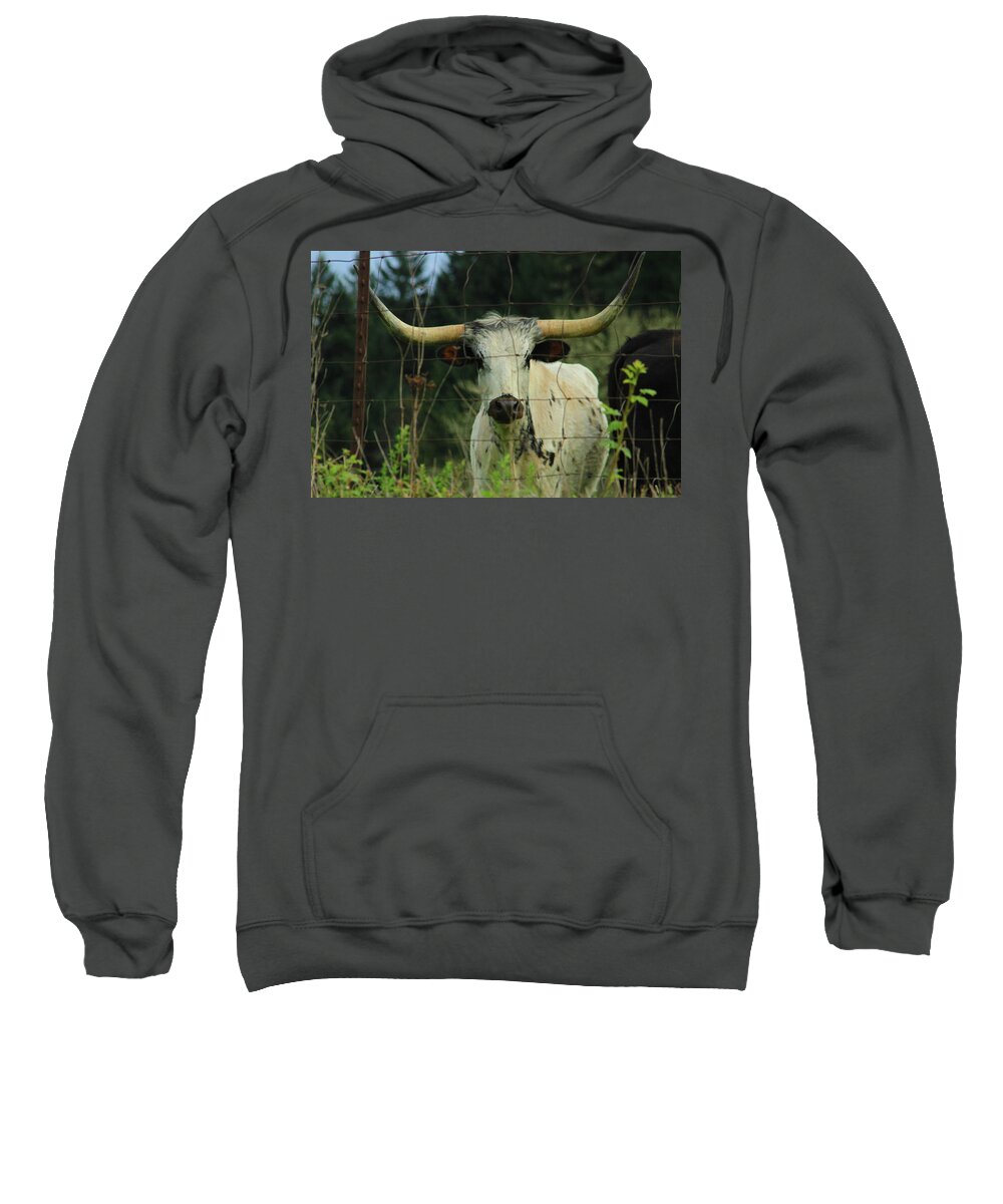 Longhorn Sweatshirt featuring the photograph Longhorn Steer by Dr Janine Williams