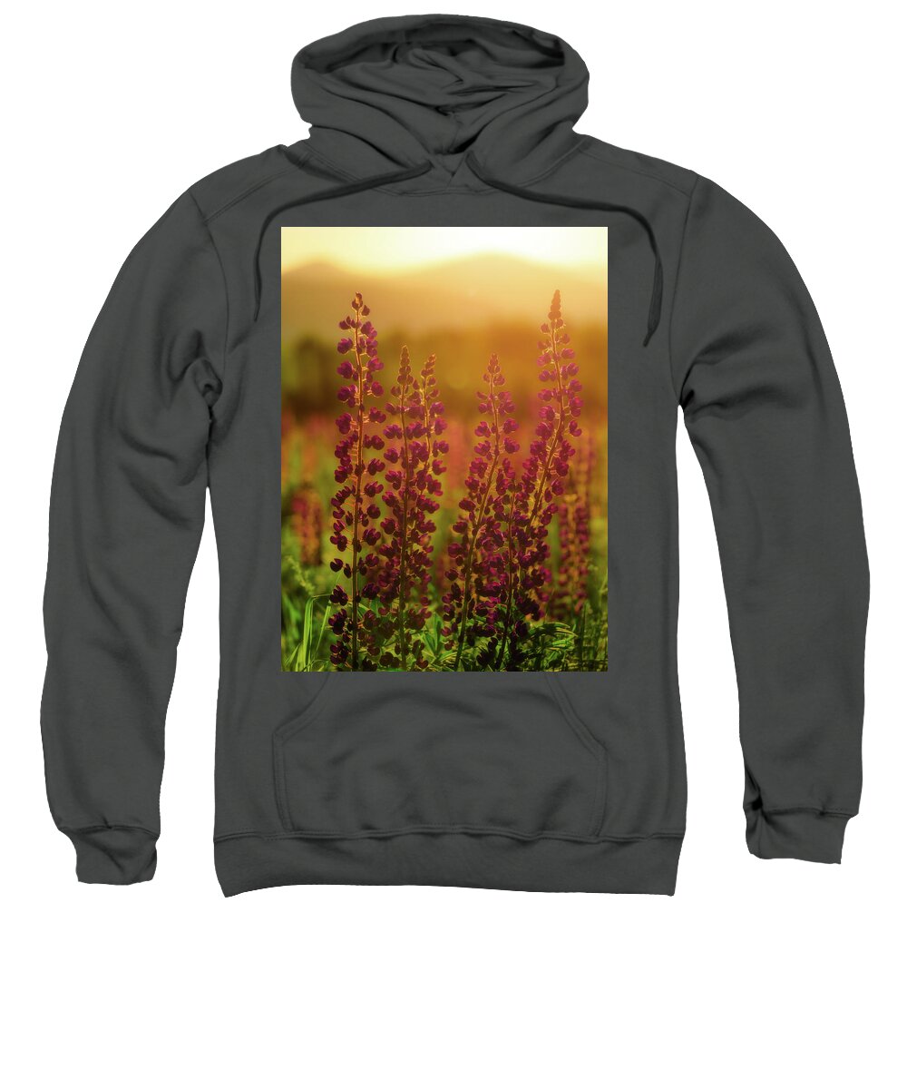 New Hampshire Sweatshirt featuring the photograph Lupines at Dawn by Rob Davies