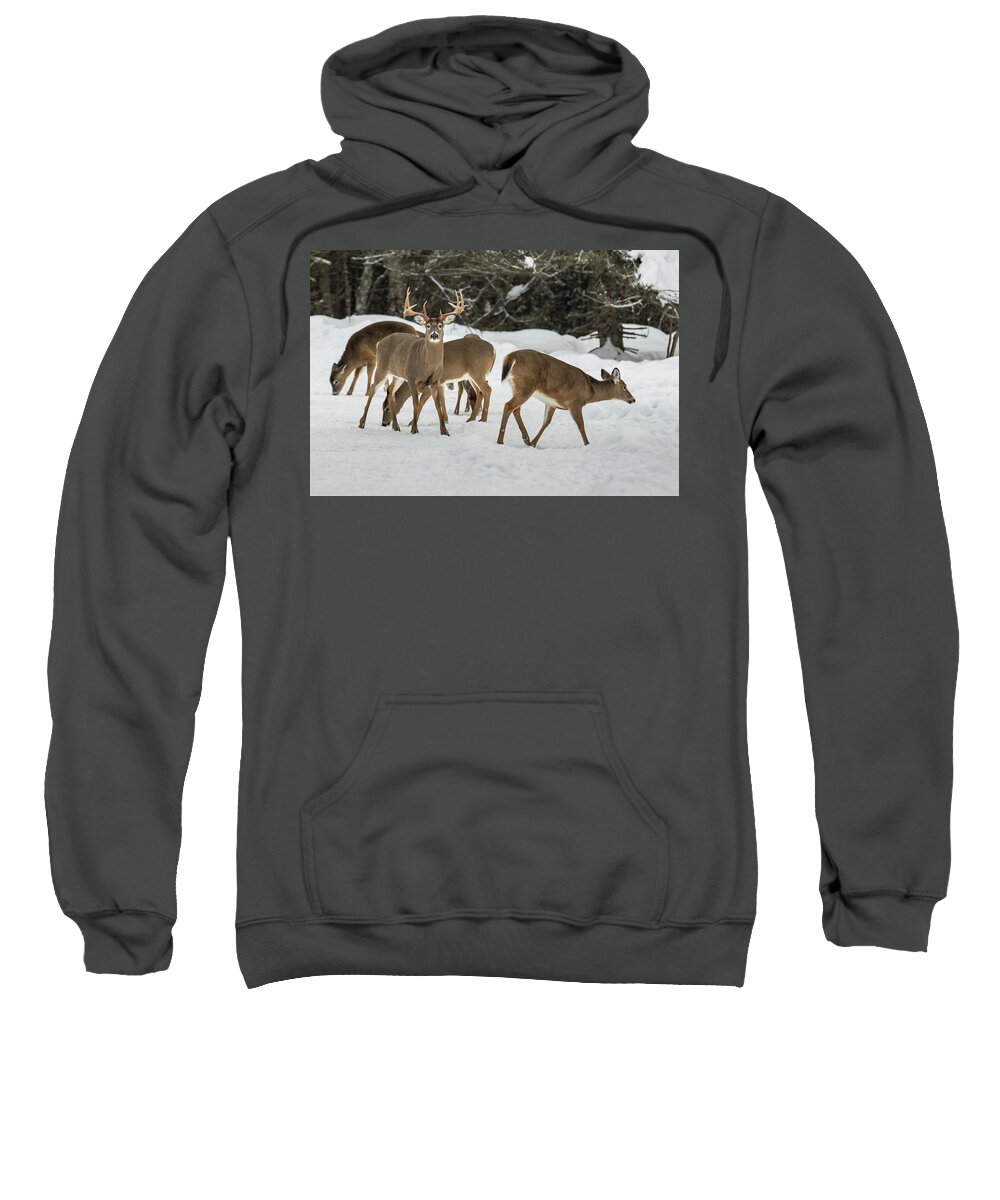 Deer Sweatshirt featuring the photograph Majestic by Colin Chase