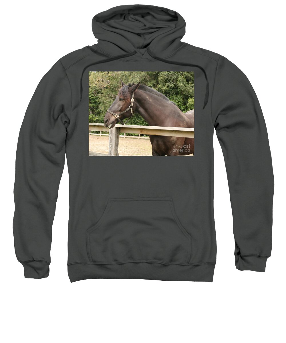 Horse Sweatshirt featuring the photograph Majestic Horse by Marc Champagne