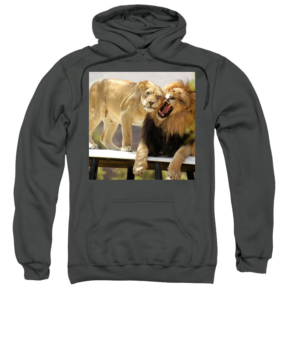Lion Sweatshirt featuring the photograph Male Lion and his Lioness on their throne by Gunther Allen