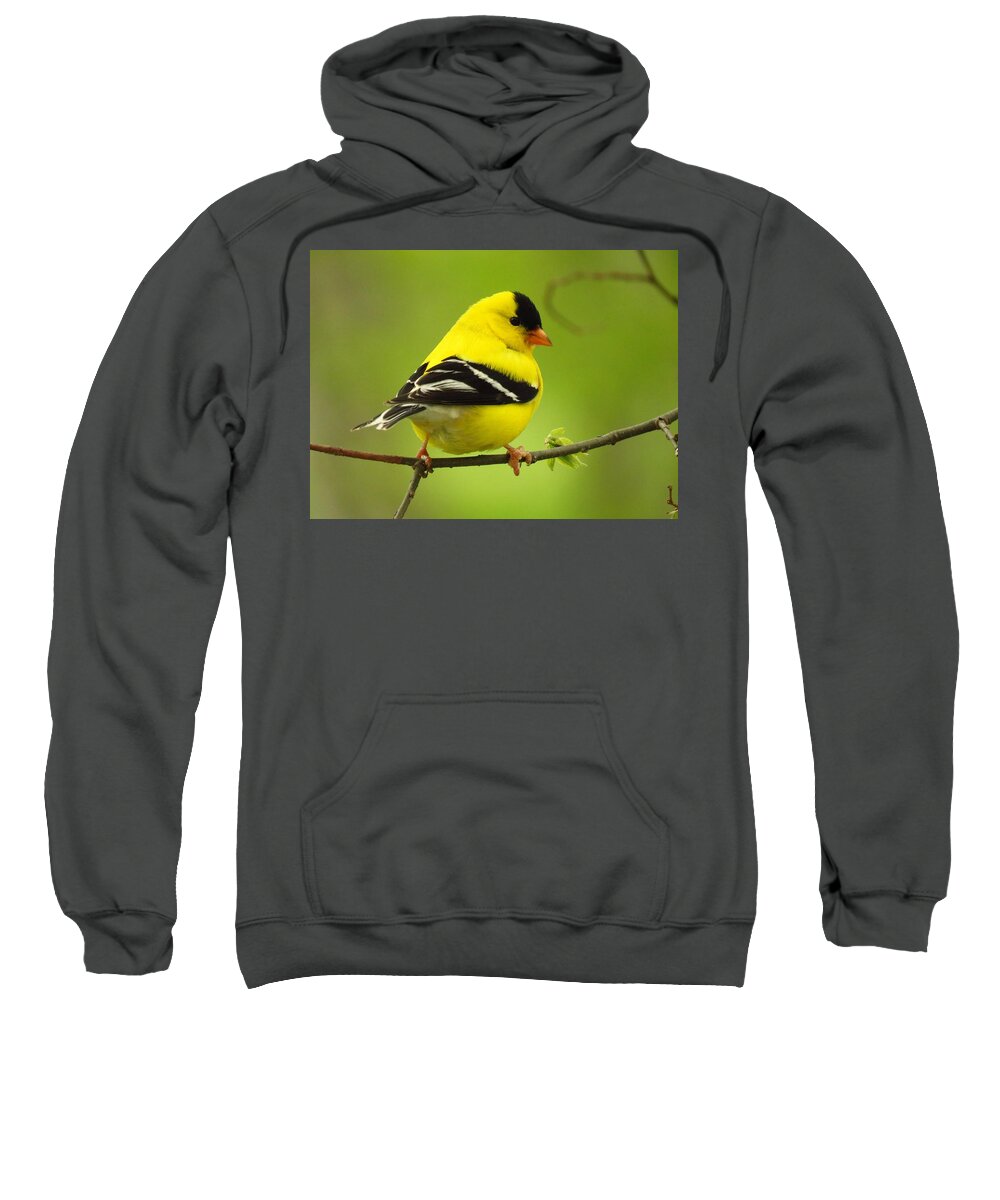 Goldfinch Sweatshirt featuring the photograph Mister Goldfinch by Lori Frisch