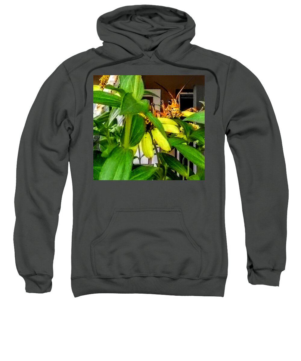 Insect Sweatshirt featuring the photograph Morning Visitor by Suzanne Berthier