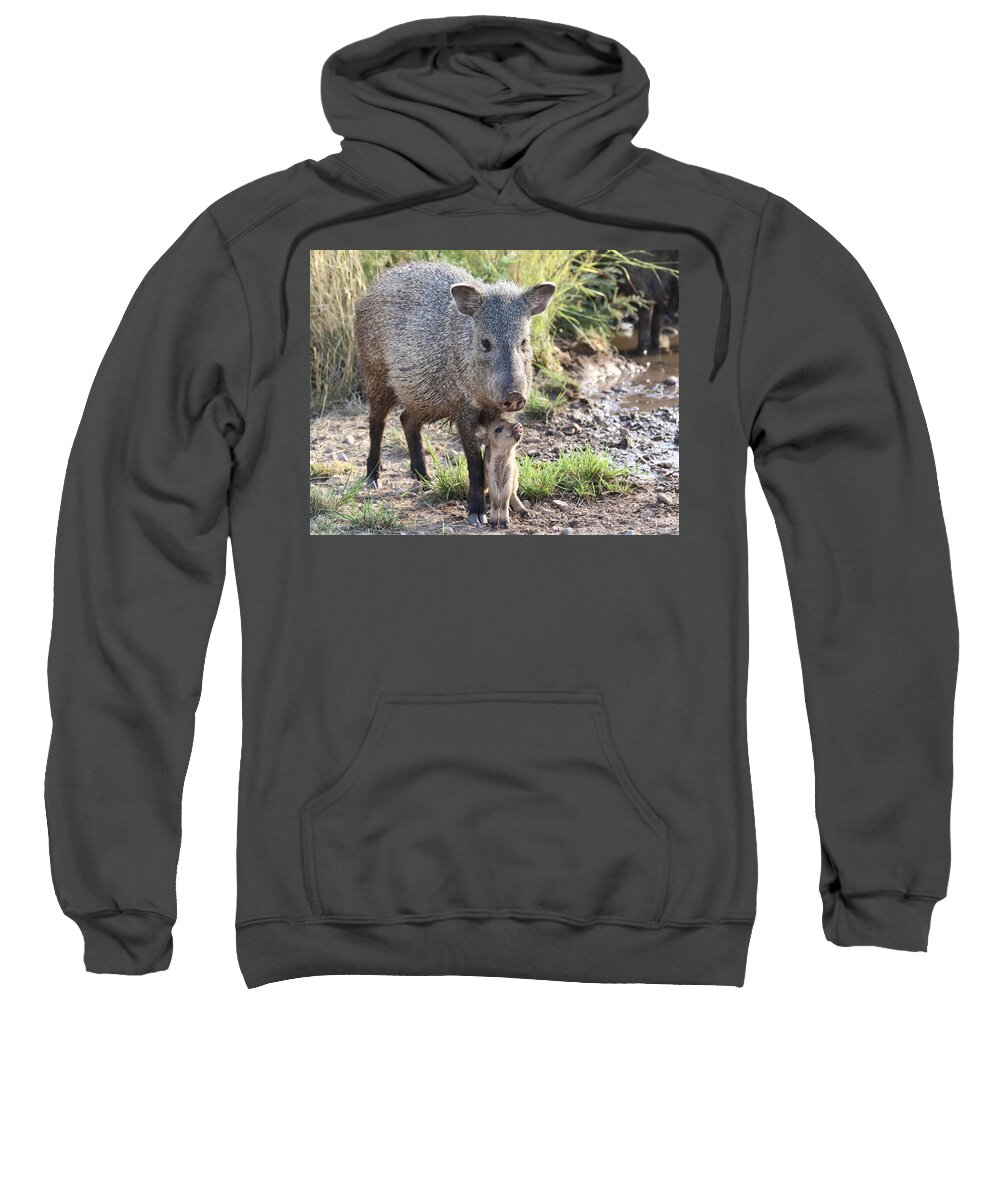 Arizona Sweatshirt featuring the photograph Mother and Baby Javelina by Steve Wolfe