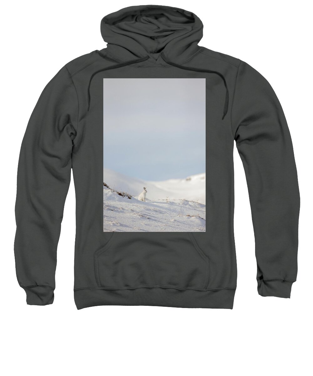 Mountain Sweatshirt featuring the photograph Mountain Hare On Hillside by Pete Walkden