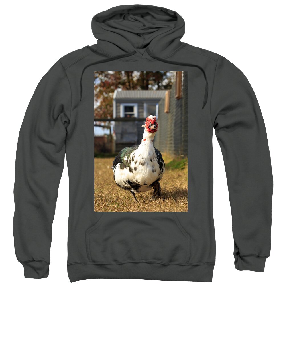 Muscovy Duck Sweatshirt featuring the photograph Muscovy Duck by Travis Rogers
