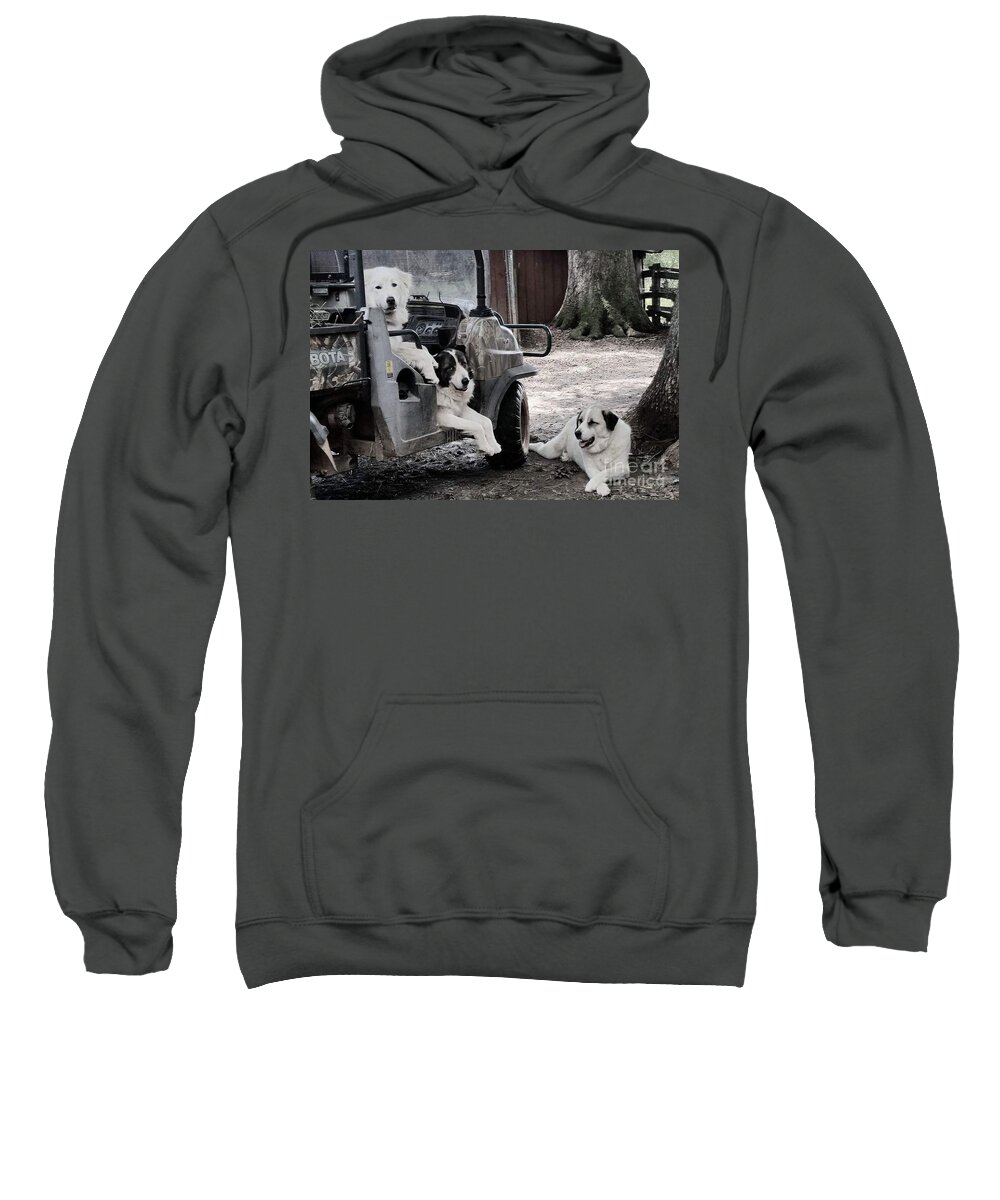 Dogs Sweatshirt featuring the photograph My Helpers by Rabiah Seminole