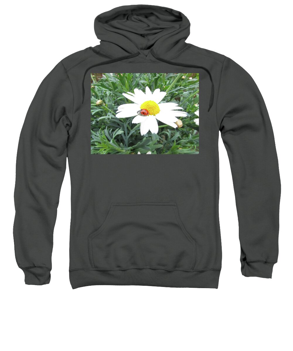 Daisy Flower Sweatshirt featuring the photograph my Ladybug by Cesar Vieira