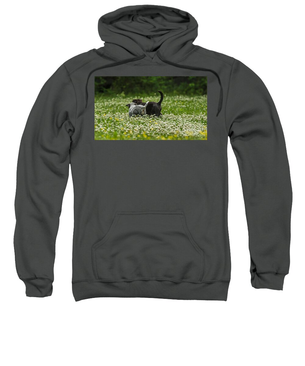 Puppies Sweatshirt featuring the photograph New friends by Metaphor Photo