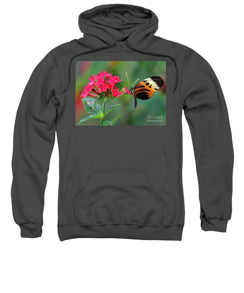 Butterfly Sweatshirt featuring the photograph Nice Numata Butterfly by Sabrina L Ryan