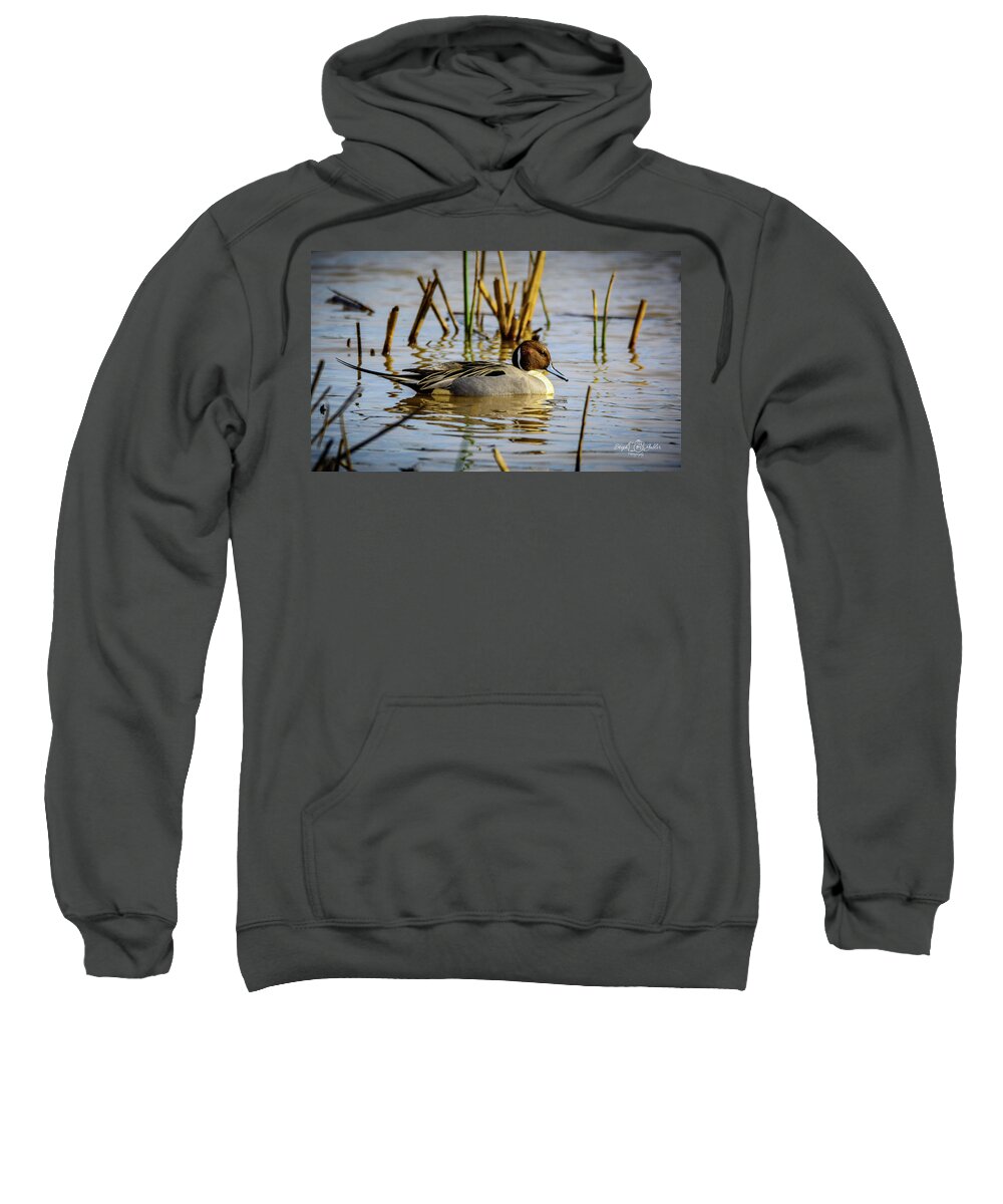 Pintale Sweatshirt featuring the photograph Northern Pintale Duck by Steph Gabler