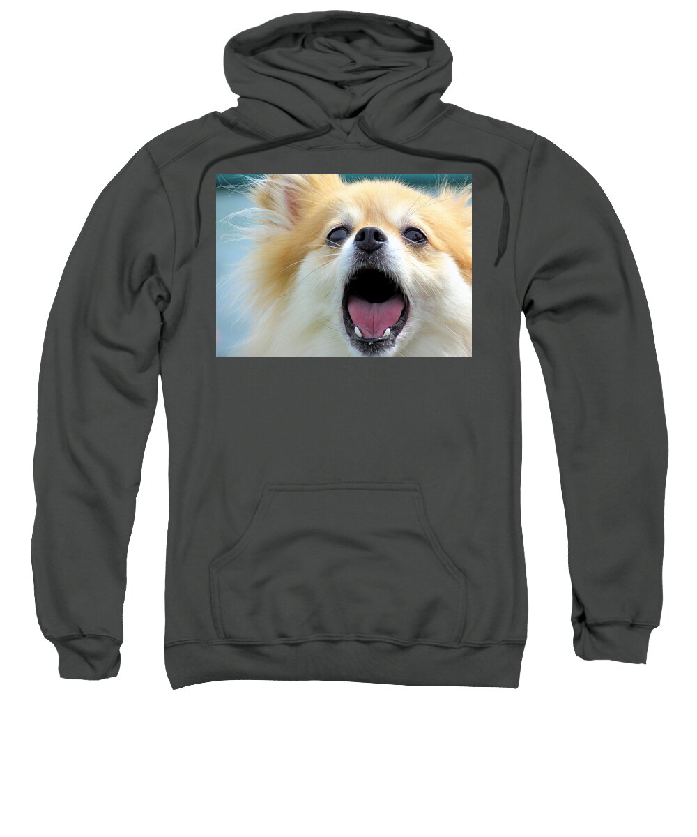 Dog Sweatshirt featuring the photograph O Sole Mio by Lori Lafargue