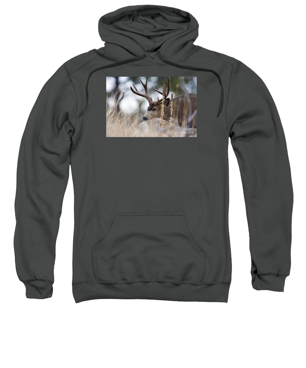 Deer Sweatshirt featuring the photograph Old Timer by Douglas Kikendall