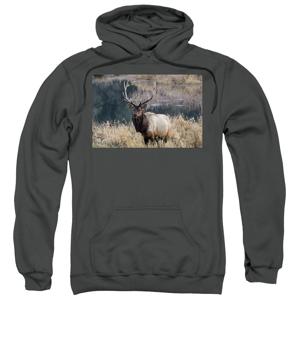 Elk Sweatshirt featuring the photograph On Watch by Steven Clark