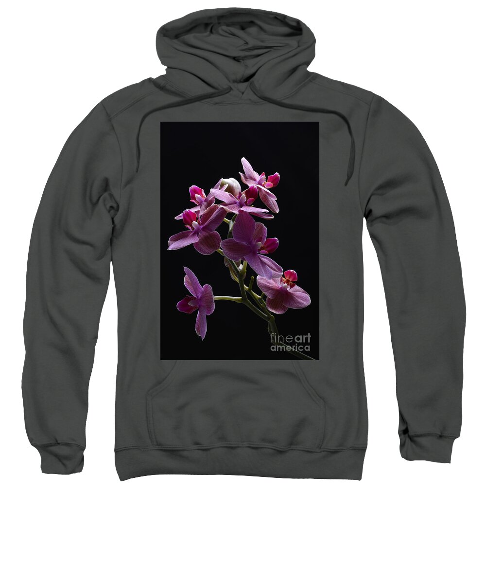 Orchid Sweatshirt featuring the photograph Orchid in flight by Robert WK Clark
