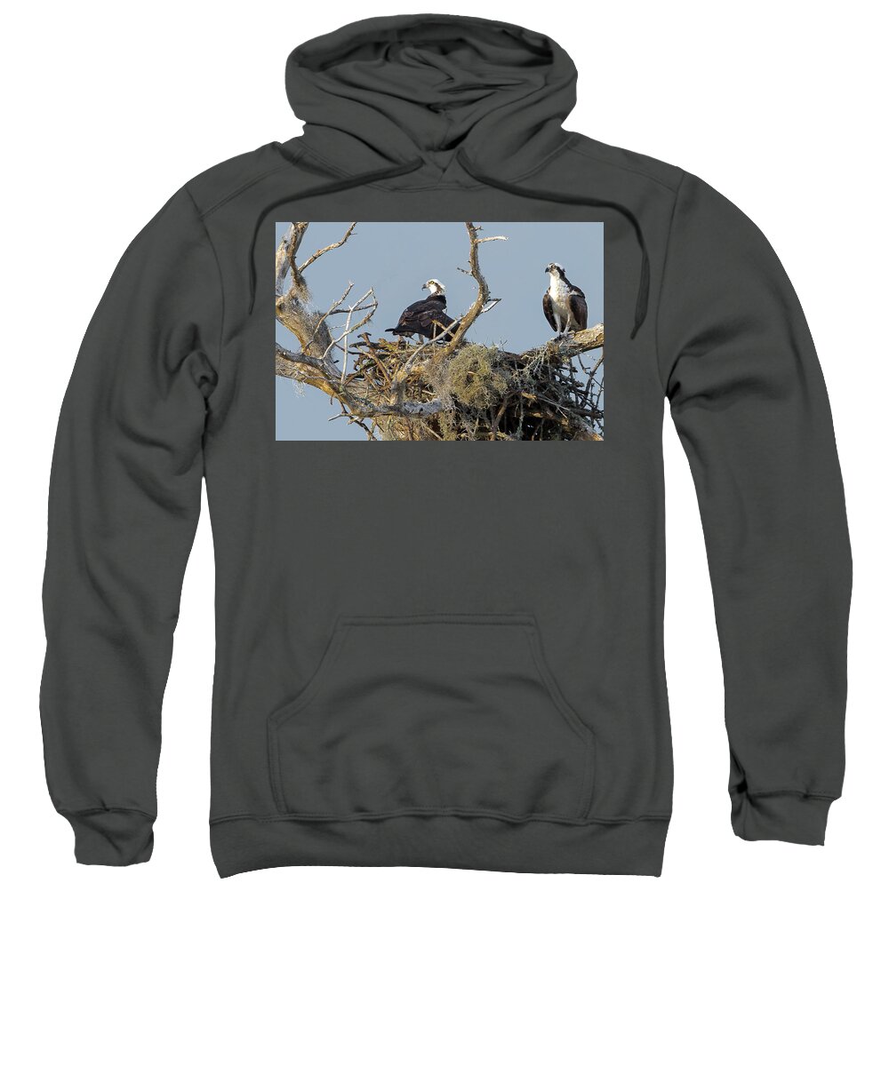 Birds Sweatshirt featuring the photograph Osprey Family by Norman Peay