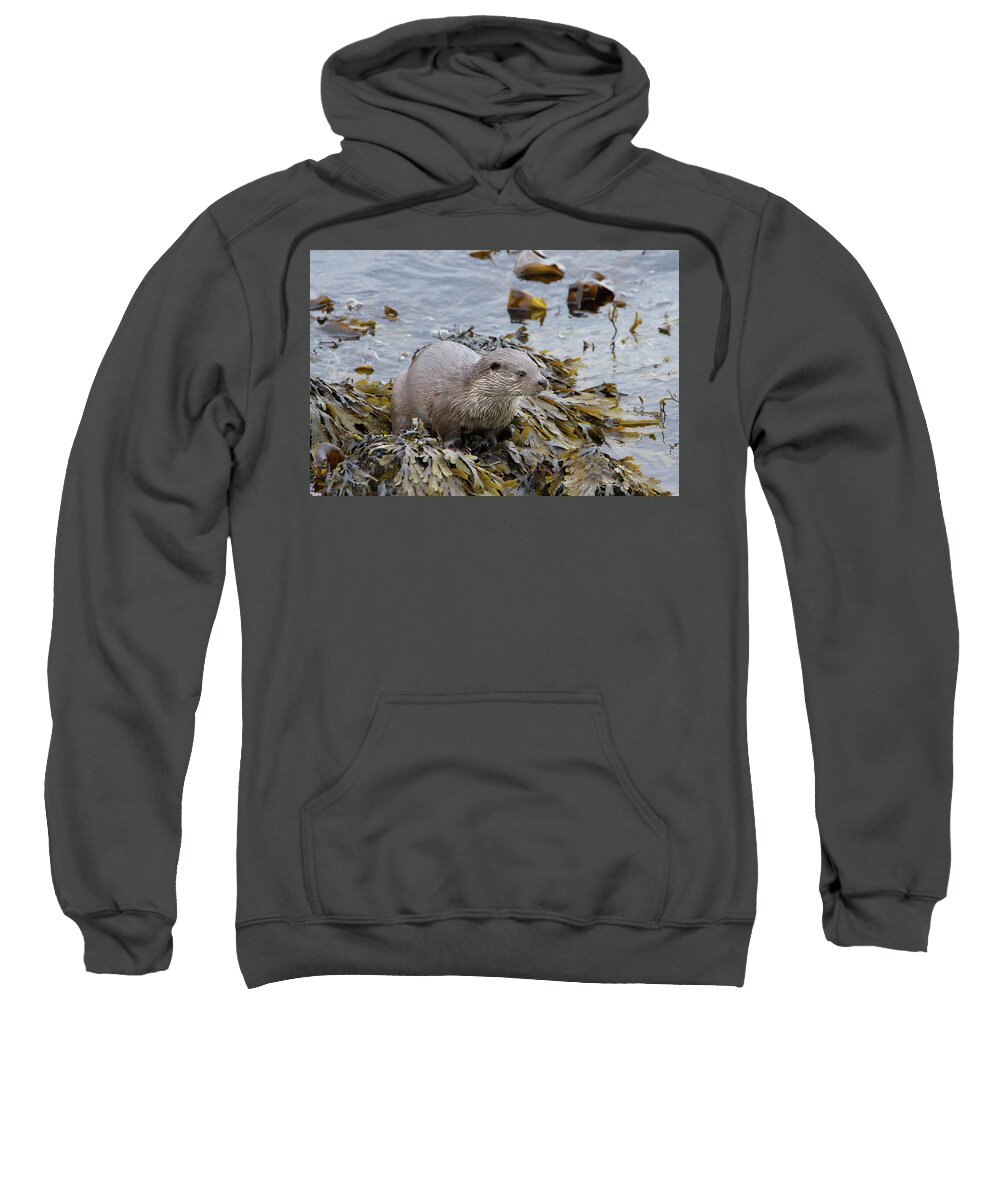 Otter Sweatshirt featuring the photograph Otter On Seaweed by Pete Walkden