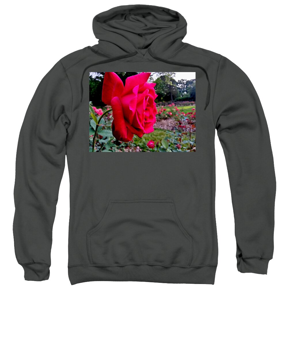 Rose Sweatshirt featuring the photograph Outstanding by Robert Knight