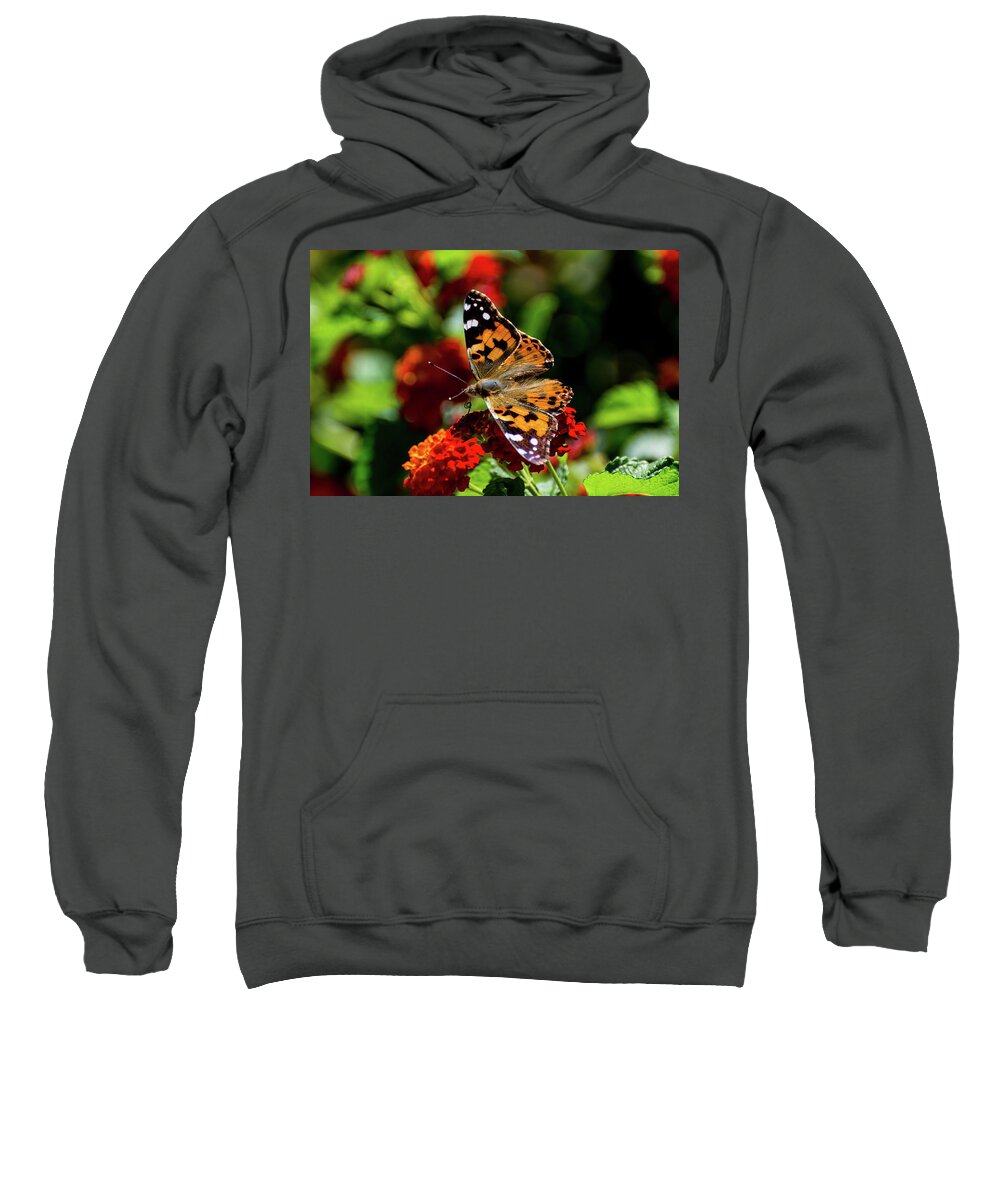 Painted Lady Butterfly Sweatshirt featuring the photograph Painted Lady Butterfly by Douglas Killourie