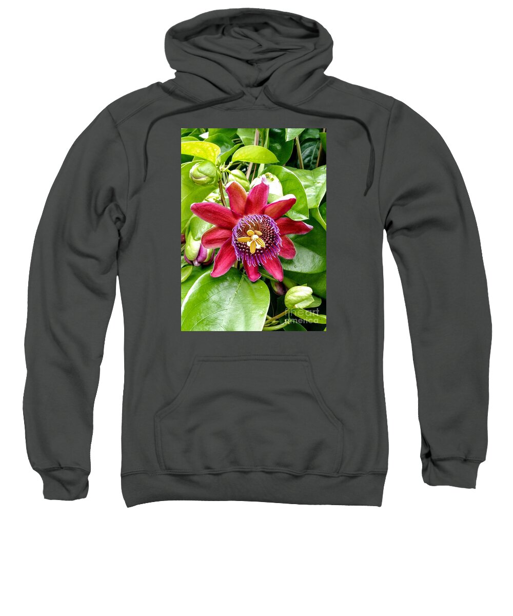 Passion Flower Sweatshirt featuring the photograph Passion Flower in Autumn by Anita Adams