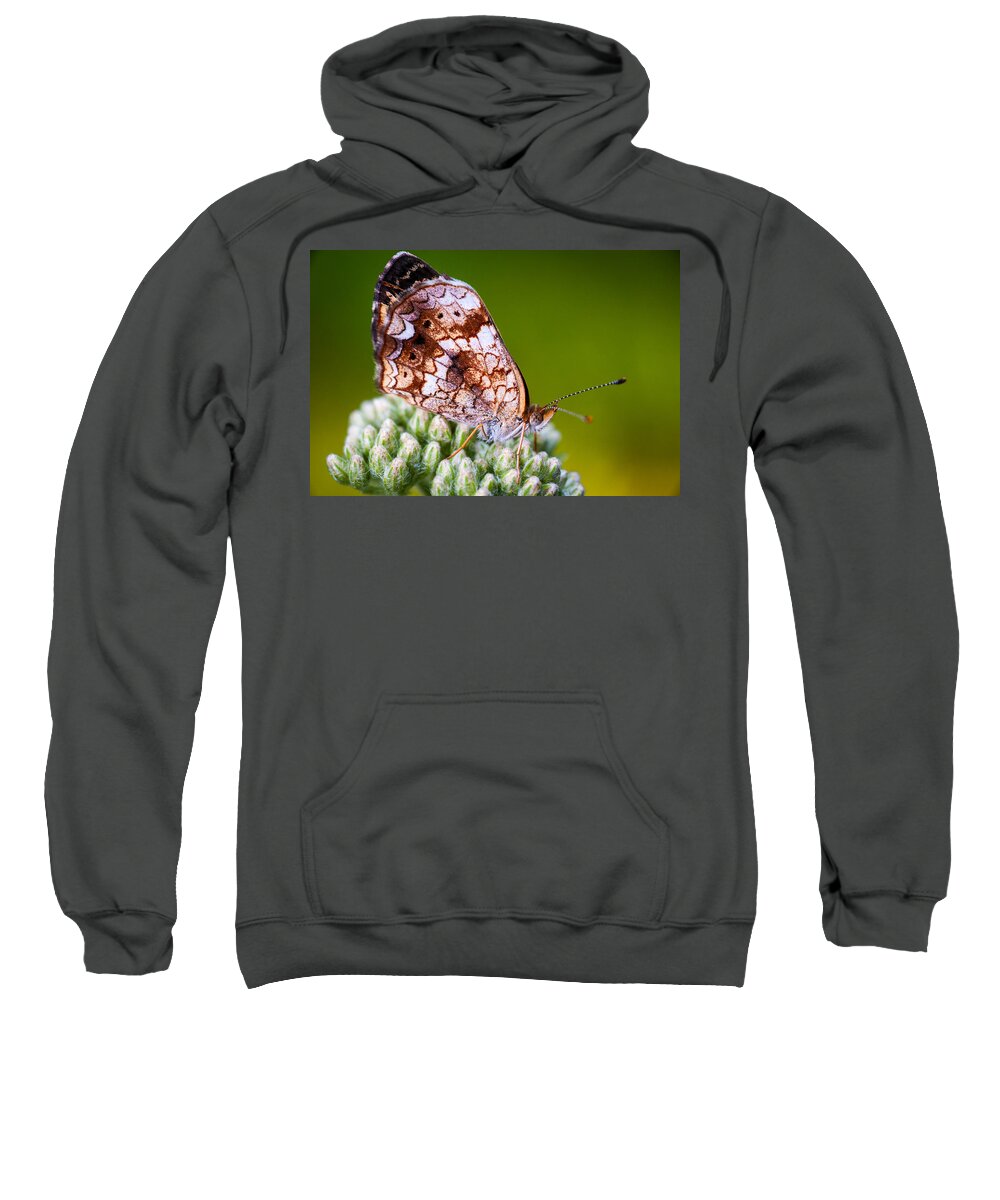 Insect Sweatshirt featuring the photograph Phaon Crescent by Jeff Phillippi