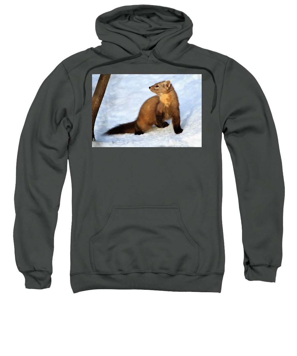 Wildlife Sweatshirt featuring the photograph Pine Martin by Gary Hall