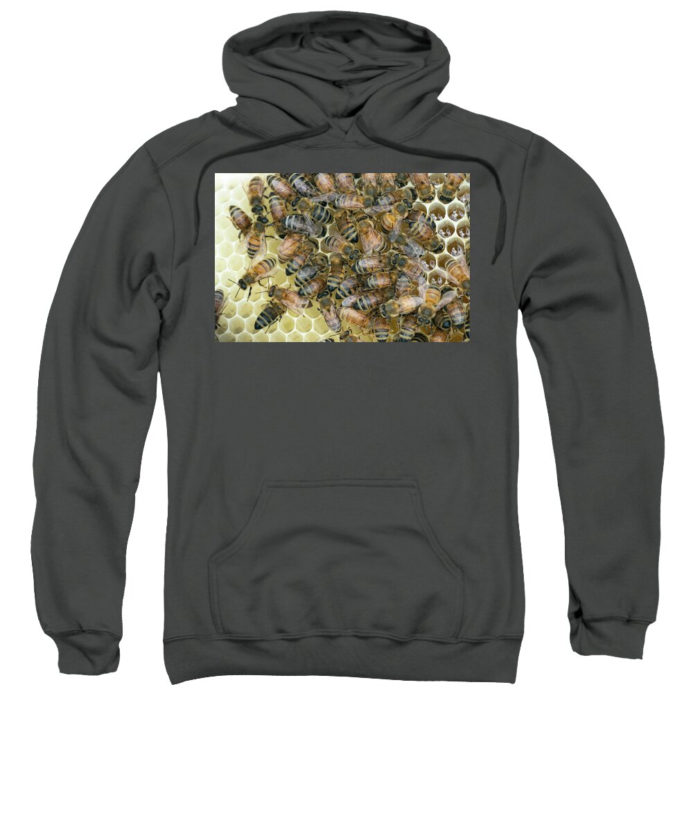 Honeybees Sweatshirt featuring the photograph Preparing for Winter by Jim Zablotny