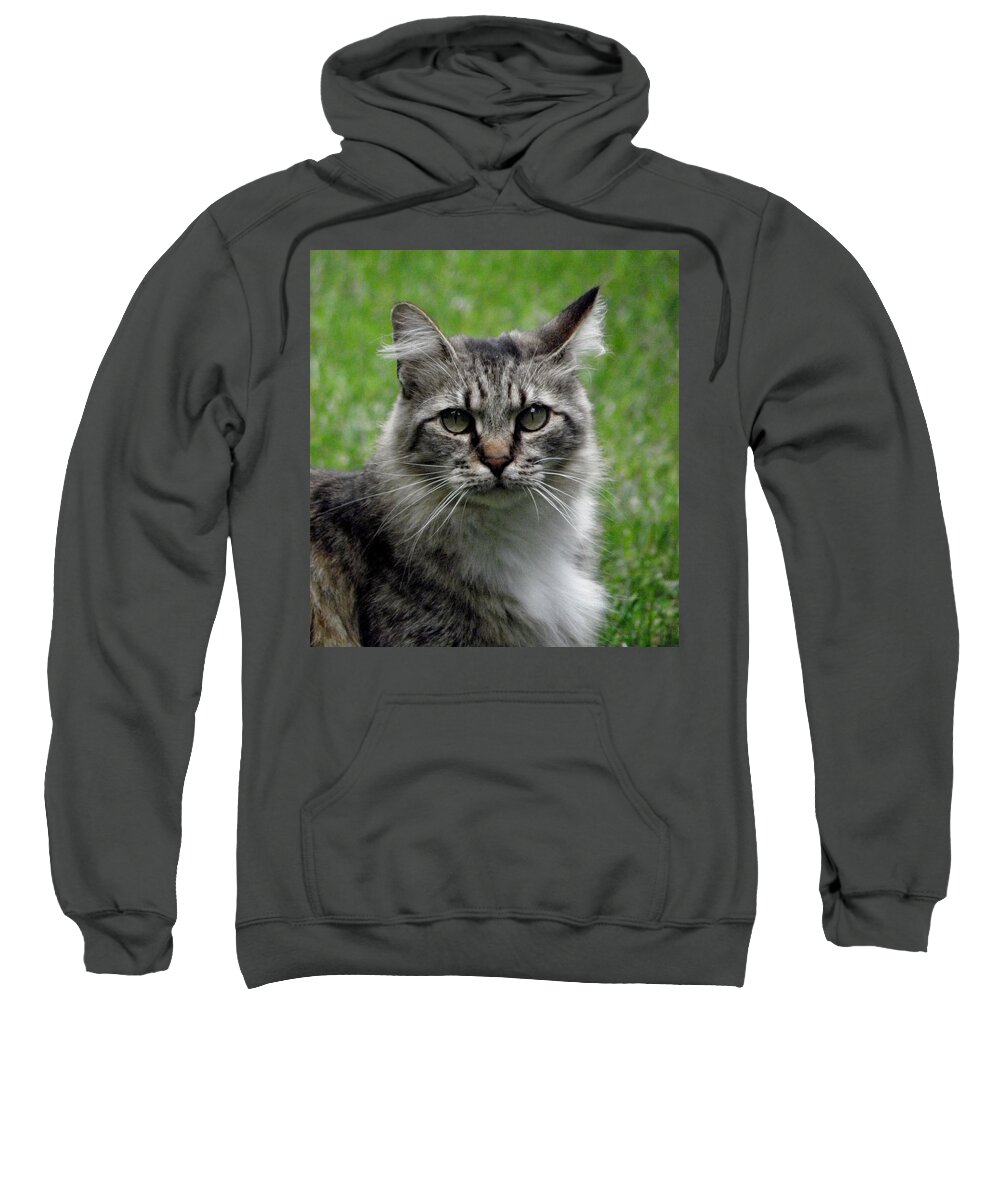 Cat Sweatshirt featuring the photograph Pretty Kitty by Kim Galluzzo