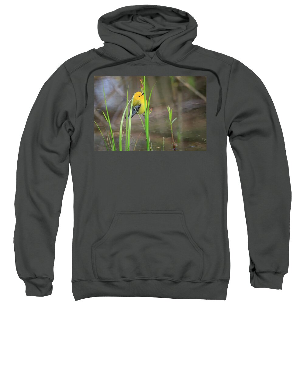 Canada Sweatshirt featuring the photograph Prothonotary Warbler 5 by Gary Hall