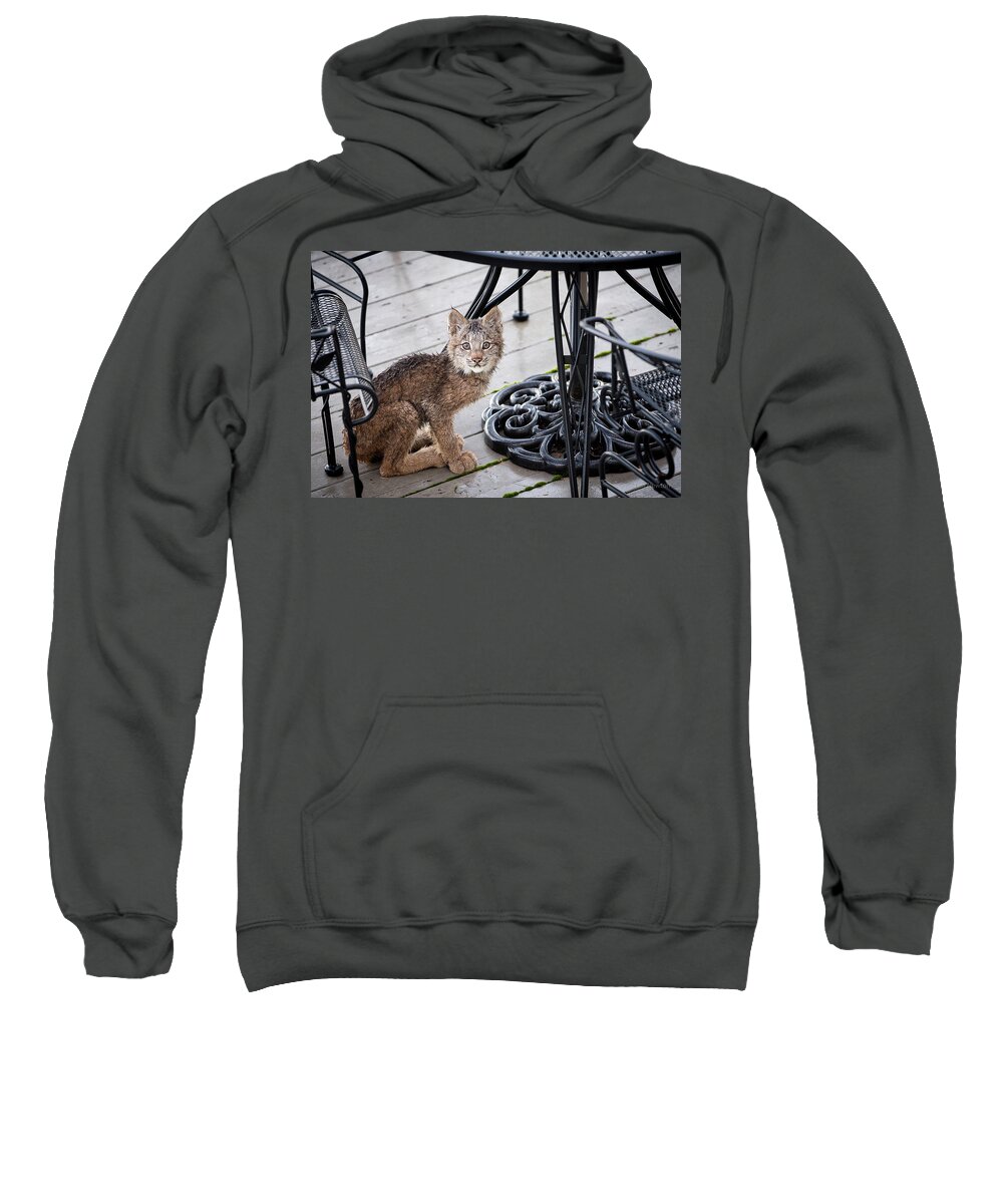 Lynx Sweatshirt featuring the photograph Are you looking at me by Tim Newton
