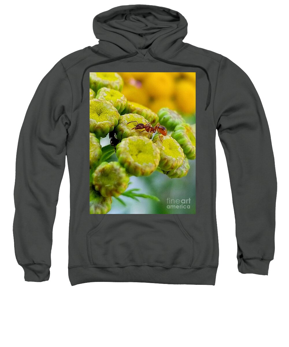 Sea Sweatshirt featuring the photograph Red Ant by Michael Graham